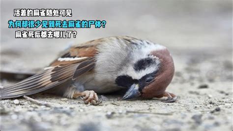 麻雀死掉怎麼處理